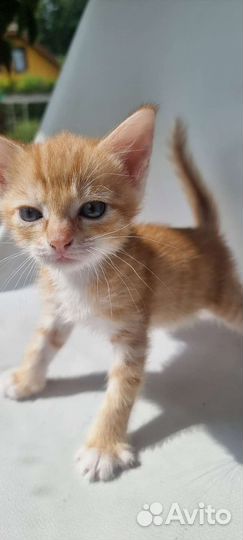 Отдам котенка в добрые руки