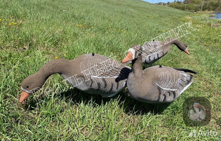 Белолобые гуси Sportplast LC 940 PRO (Новые)