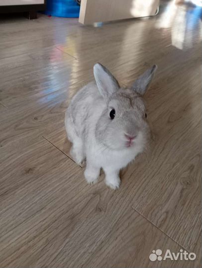 Вязка кролик