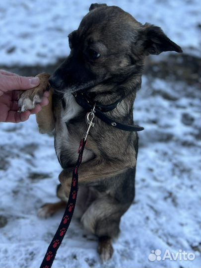 Маленькая девочка той терьер в добрые руки