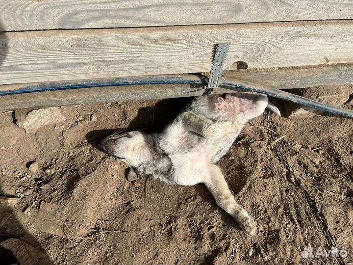Собака в добрые руки щенок мальчик