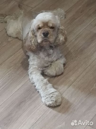 Кокер спаниель