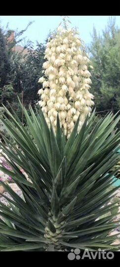 Юкка садовая алоелистная