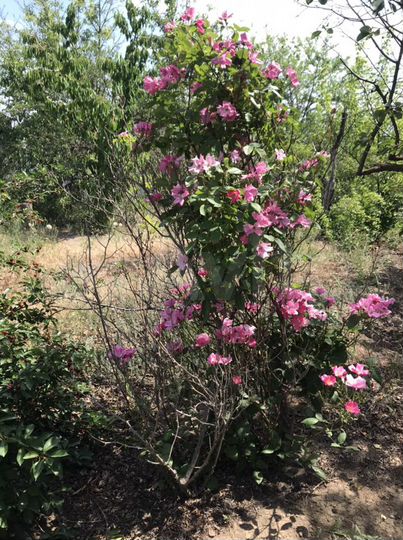 Дача 30 м² на участке 7 сот.