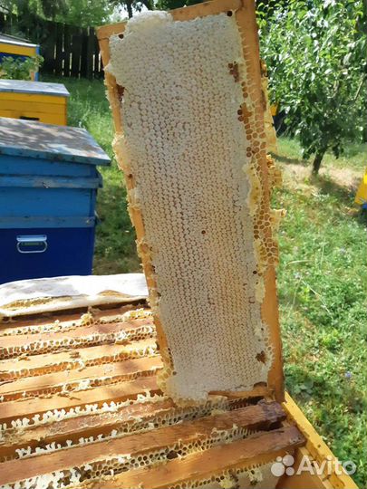 Мёд, забрус, продукты пчеловодства