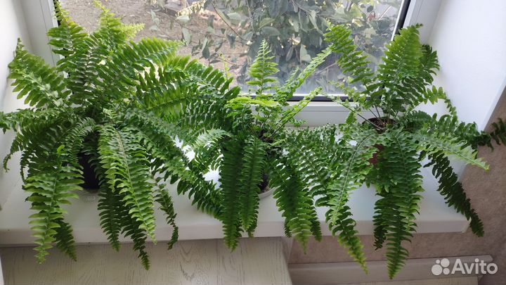 Папоротник Нефролепис