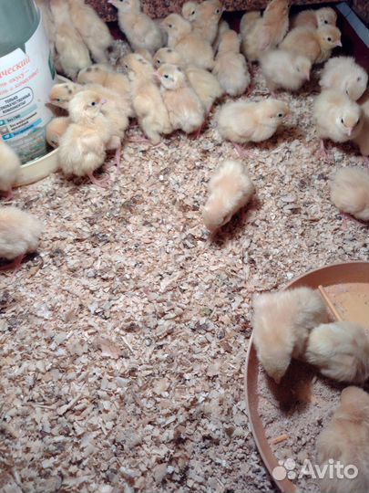 Цыплята перепелов