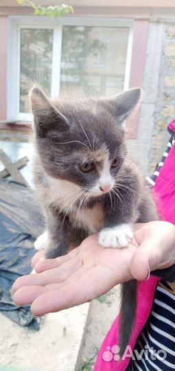 Кошка в дар бесплатно