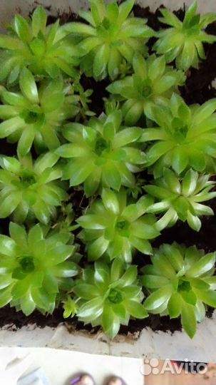 Кактусы и суккуленты