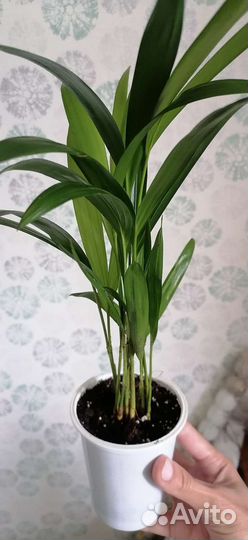 Пальма Арека хризалидокарпус