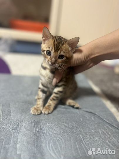 Котята бенгалы