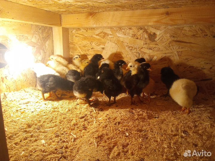 Цыплята несушки