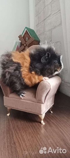 Морская свинка плюшевые