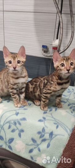 Бенгальская кошка