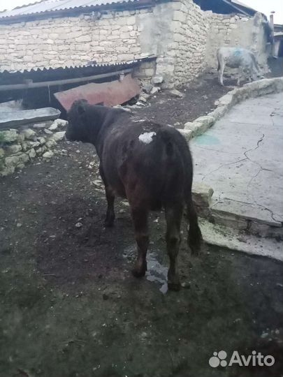 Продаëтся бычки