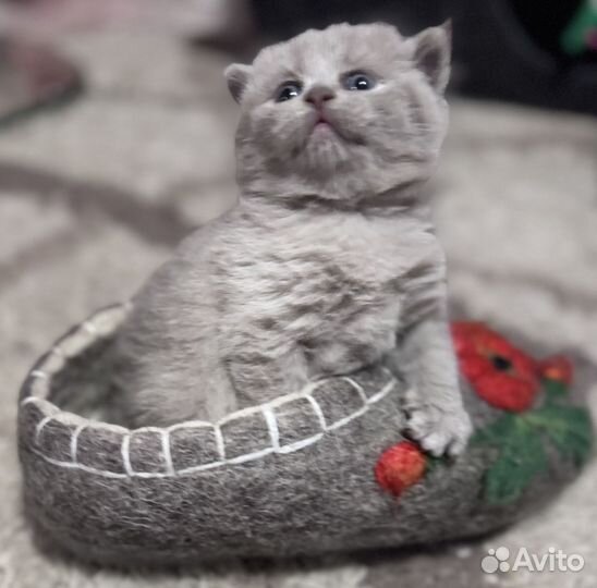 Британские котята