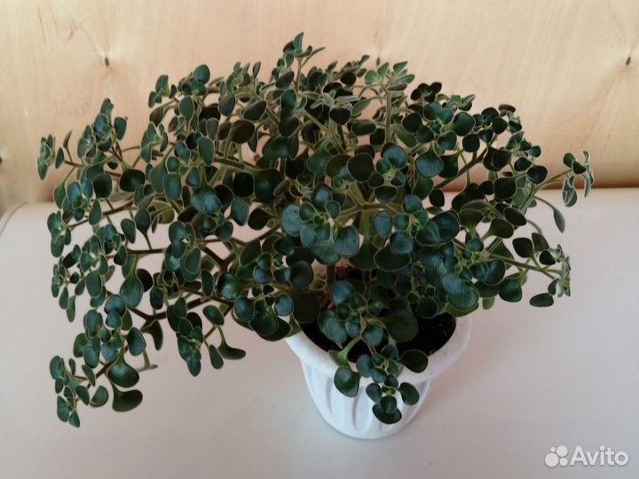 Аихризон, дерево любви