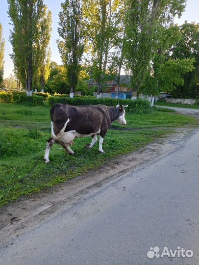 Корова и телка