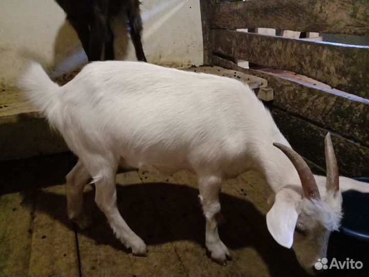 Коза и козлята