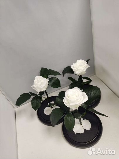 Роза в колбе оптом и в розницу