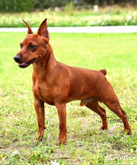 Цвергпинчерята