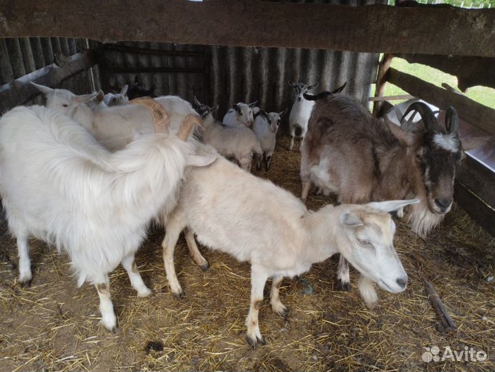 Козы козел и козлята
