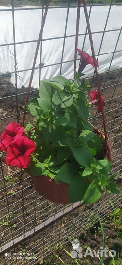 Астры и петунии из Голландии