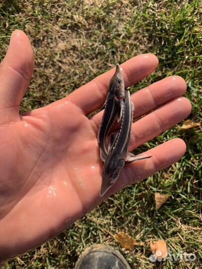 Живая рыба. Карп белый амур толстолобик линь