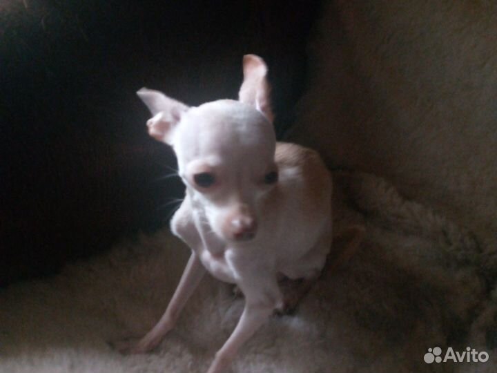 Мини той-терьер вязка. девочка ищет напарника