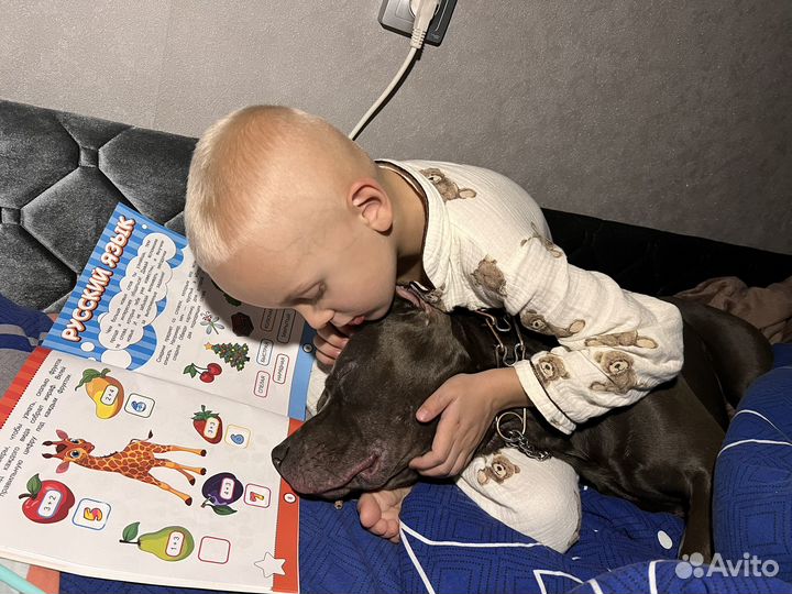 Голубой питбуль ищет невесту