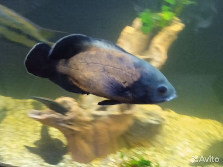 Астронотусы