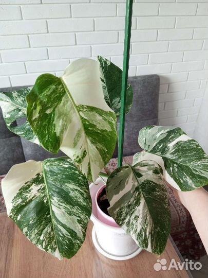 Монстера альба