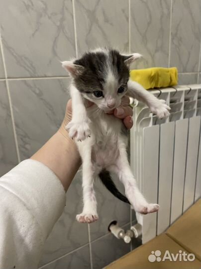 Котята бесплатно
