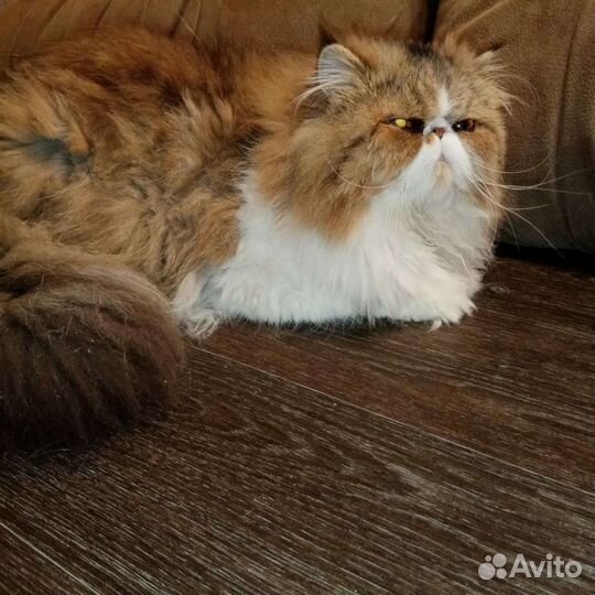 Персидский кот вязка