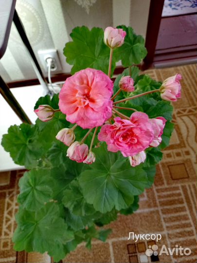 Пеларгония герань сортовая