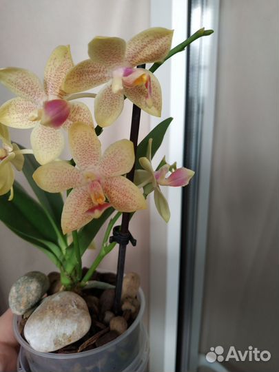 Орхидея фаленопсис мини