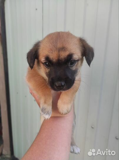 Щенки