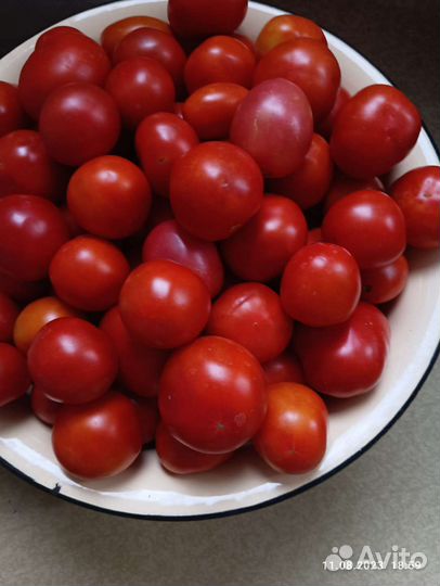 Помидоры домашние