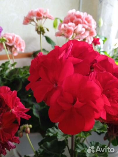 Герань пеларгония