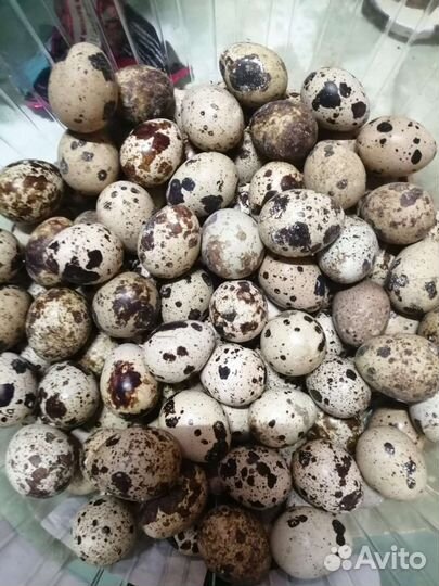 Перепела, столовые и инкубационные яйца