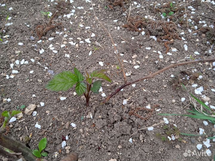 Ежевика ремонтантная, инжир синий, кизил садовый