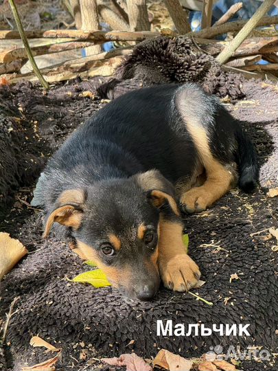 Щенки бесплатно