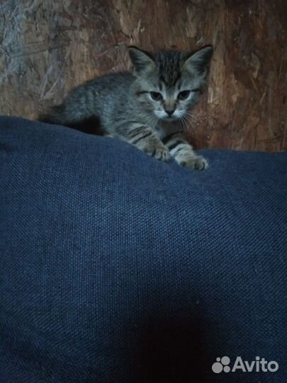 Кошка