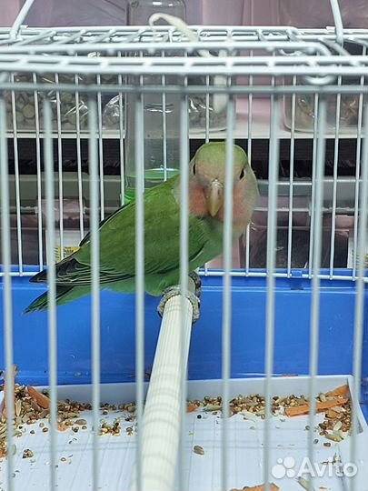 Неразлучники/волнистый/клетки