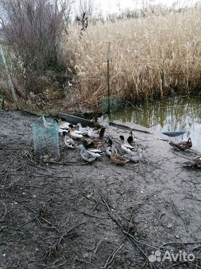 Кряква, самки, селезни