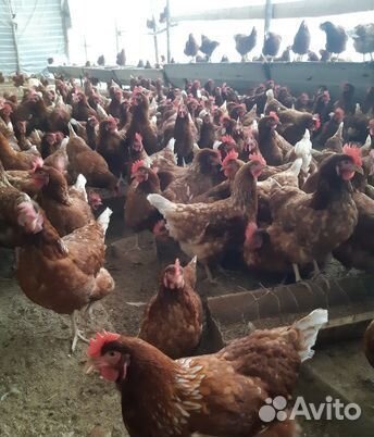 Куры несушки несутся