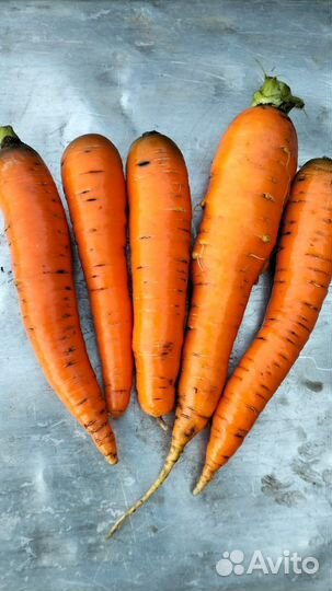 Морковь