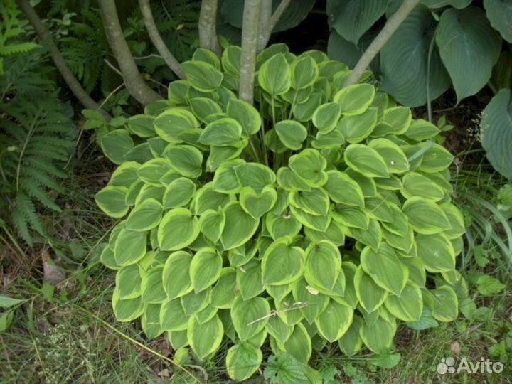 Хосты Голден Тиара