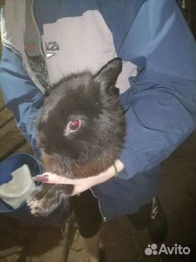 Декоративные кролики