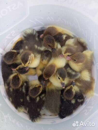 Утята индоутки